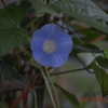 昨日の散歩＆早朝の花の撮影パート1