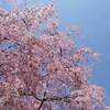 六義園 しだれ桜 ２０２３年 見頃に？
