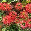 道端の花5