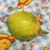 光るレモン🍋