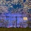 王子動物園の夜桜通り抜けに行ってきました。