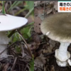 ドクツルタケ　と　コテングタケモドキ