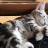 好きなねこ写真10選