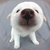 犬の欲求について