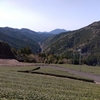 萌芽前の山場となる冷え込み到来