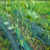 【畑】続・夏野菜物語　畑の散髪