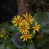 Farfugium japonicum　ツワブキ