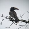 ハイイロコサイチョウ(African Grey Hornbill)