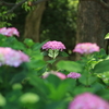 藤森神社（紫陽花）