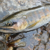 渓流解禁初期・2月の釣りを考える