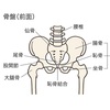 身体の使い方シリーズ186『坐骨を入れる』座り方の解説書、坐骨を中心に骨盤と腰椎の動きを考察。座り姿勢が長い方座位で腰痛の方々にオススメです‼︎立位も大切ですが座位も大切です‼︎