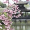 平安の桜