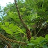 Amorpha fruticosa　イタチハギ