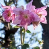 オダマキ開花、、、