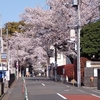 桜、咲くに見惚れる2