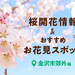 【2024最新版】金沢の桜開花情報&お花見オススメスポットその2【金沢市郊外編】