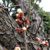 ウメ（梅、Japanese apricot）