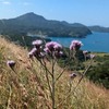 魅惑の平戸で花散策！（シマシャジンとイトラッキョ、桃色オケラと！）
