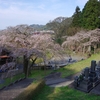 南明寺の糸桜（2020）