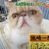 嗚呼!!みんなの動物園２時間ＳＰ～超ブサカワ猫ちゃんが加入