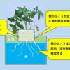 トマトの水耕栽培で根から酸素を吸収しやすい水位と環境設定！