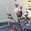 桜咲く園児の帽子花の色