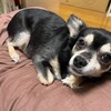 まろにー2912日目