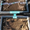 山芋の収穫と植え付け時からの様子