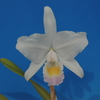 Cattleya  trianae   f.amesiana  `Hitomi'