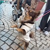 ツインズについて