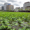 秋田は空梅雨か・・・・・