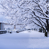 桜並木に雪の華