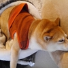 少し前の写真から、だよ