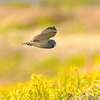 春の野・・・菜の花コミミズクなど。