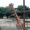 東武動物公園のFacebookページが面白い