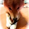 犬に昆布