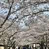 京都にお花見一泊旅行　その1