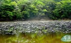 六甲 横池フォト日記　〜 雄池と雌池とクリンソウ〜