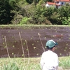 山田錦の田植え