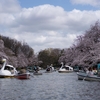 井の頭公園&三鷹の森ジブリ美術館でお花見