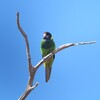 マキエゴシキインコ(Australian Ringneck 28)