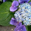 紫陽花の季節　6月の  アペリティフ
