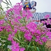 ガンダム、ナデシコと立つ