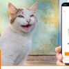 人気の「猫語翻訳アプリ・MeowTalk 」