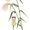 秋の七草「尾花＝すすき（芒・薄）」