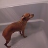 汚犬様シャンプー