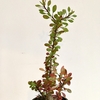 フォークイエリア ファシクラータ 秋 紅葉 休眠 育成管理 成長記録 4 Fouquieria fasciculata