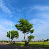 ２２日（土）の朝の空と大地の間で