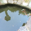 鯉を飼っている池の浄化