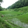 谷戸田の風景　21/07/06　田んぼの見回り